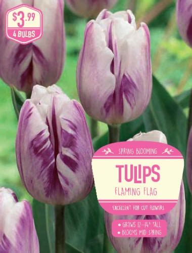 Garden State Bulb Tulip Flaming Flag Bulbs Ct Smiths Food And Drug