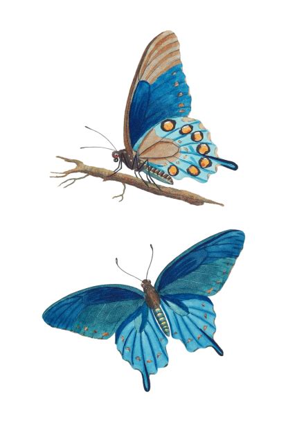 Vintage Clipart Butterflies Free Stock Photo Public Domain Pictures