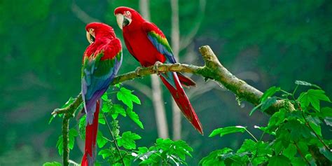 Burung Langka Dunia Bisa Ditemukan Di Bali Okezone Travel