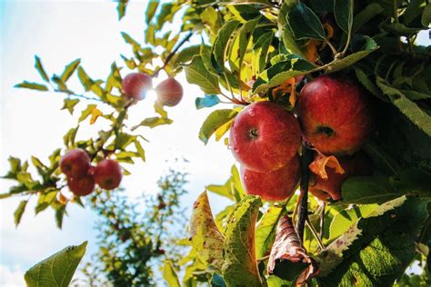 What Is The Best Pesticide For Apple Trees