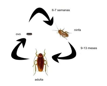 Ovo De Barata Quantas Nascem
