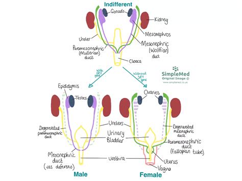 4 Development Of The Reproductive System Simplemed Learning