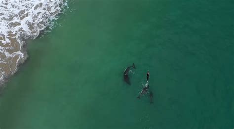 Watch Stunning Video Of Swimmer In New Zealand Getting A Pod Of Orcas