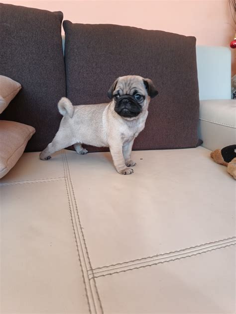 Catelus Mops Pug Carlino Posibilitate De Transport Oradea • Olxro