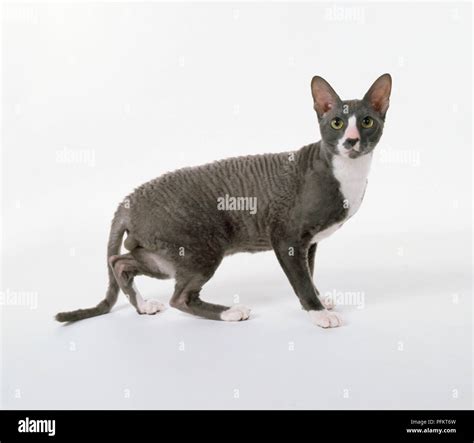 Blue And White Cornish Rex With Crinkled Eyebrows And Whiskers And