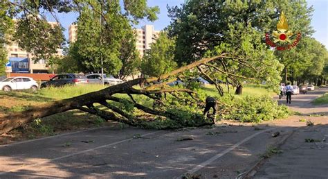 Un Albero Crolla In Strada