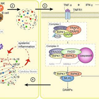 Programmed Necrosis By Virus Infection 1 1 The Human Immune System