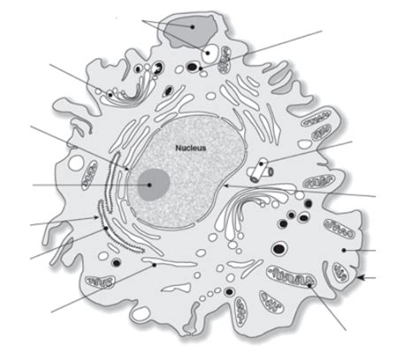 Eukaryote Cells Ultrastructure Labelling Diagram Quizlet