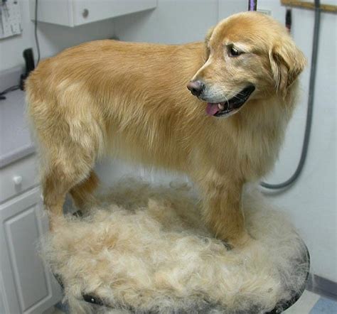 Golden Retriever Haircut Top 10 List And Grooming Tips And Tricks