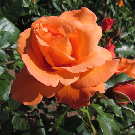 Bright Future Rose | Orange Climbing rose | The Fragrant Rose Company