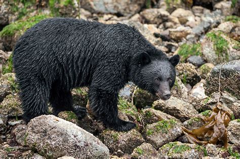 Black Bear Ursus Americanus Vancouveri Michael Patrick Oneill