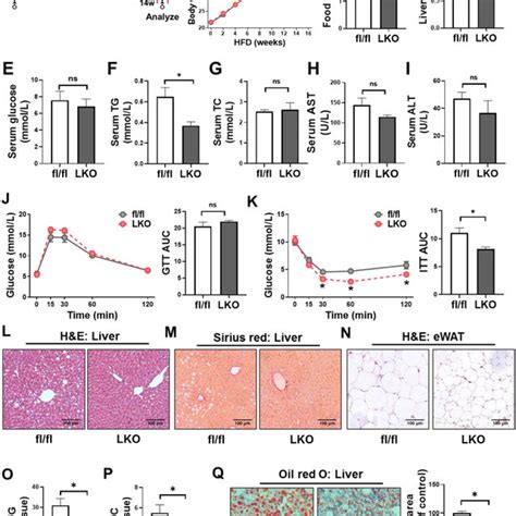 Cd36lko Mice Were Protected From Hfd Induced Hepatic Steatosis The