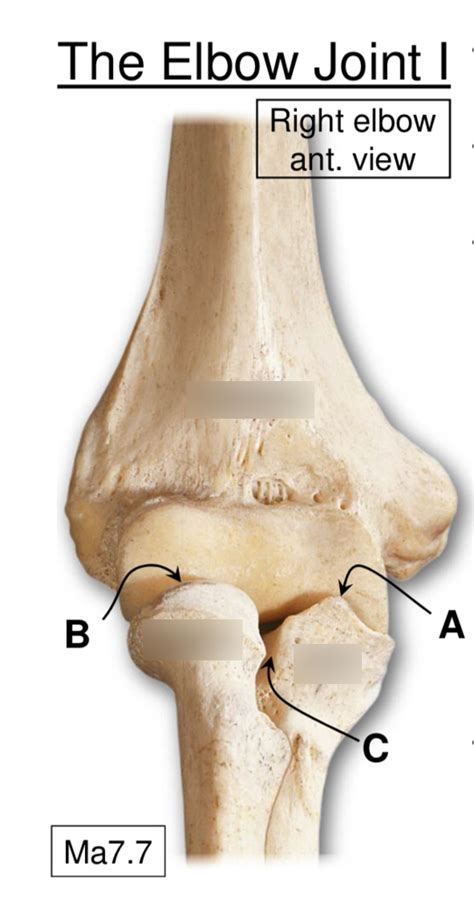 Elbow Joint Diagram Quizlet