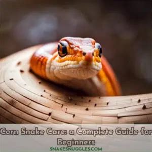 Corn Snake Care: A Complete Guide for Beginners