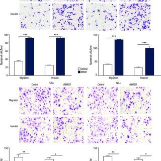 A B Knockdown Of MNX1 Inhibited Cervical Cancer Cell Migration And