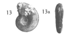 Études sur le Callovien de la Vallée du Rhône II Monographie