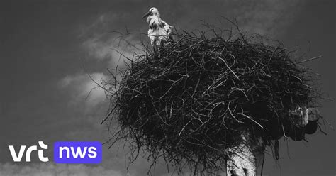 Ooievaars Op Kerkhof Van Muizen Houden Hun Nest Op Een Groot