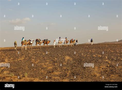 Camel caravan goes through the Sahara desert. Tourists ride camels ...