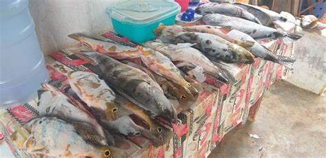 Cerca De Kg De Pescado Irregular S O Apreendidos Em Ipia U