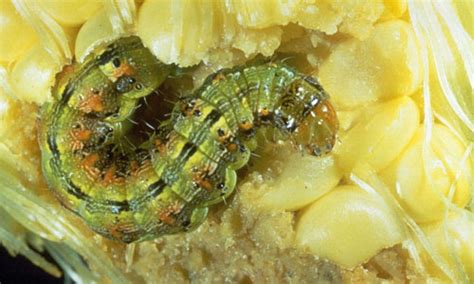 Corn Earworm Identification And Scouting Integrated Pest Managment University Of Missouri