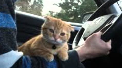 Cat Driving Compilation YouTube