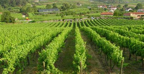 Vinho Verde Private Wine Experience Getyourguide