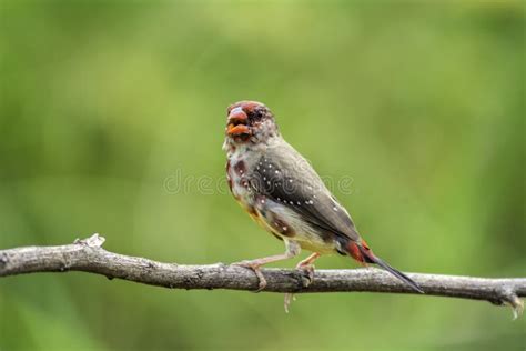 Red Avadavat Amandava Amandava Stock Image Image Of Biodiversity