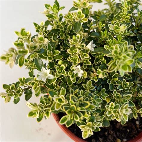 🌱 Serissa Japonica🌱六月雪🌱 Snowrose🌱 Snowbush🌱summer Plant🌱户外植物🌱indoor Plant🌱outdoor Plant🌱ready