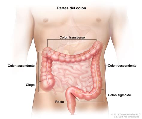 DIGESTIOA APARATUA Mind Map