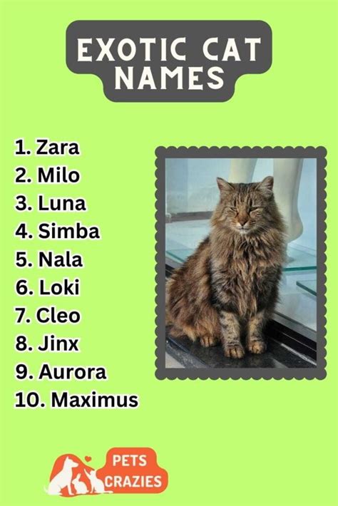 250+ Exotic Cat Names (Uncommon Choices)