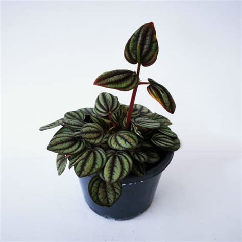 Peperomia Piccolo Banda 120mm - The Jungle Collective