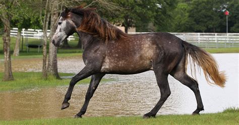 Iberian Warmblood