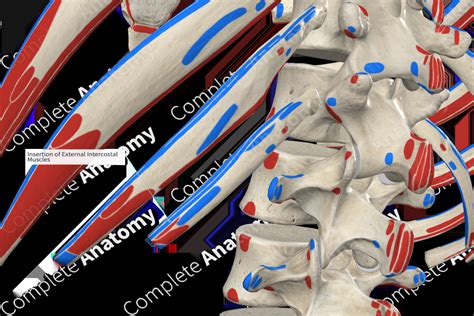 Insertion of External Intercostal Muscles | Complete Anatomy