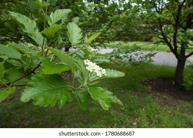 201 Cymose Inflorescence Images Stock Photos Vectors Shutterstock