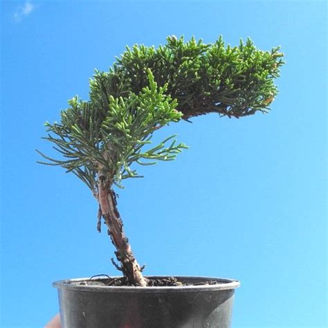 Pre Bonsai Shimpaku Dwarf Juniper For Beginner Bonsai Start Well Rooted Hardy Drought