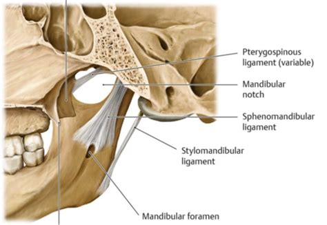 Tmj Ligaments Joint Capsule Flashcards Quizlet