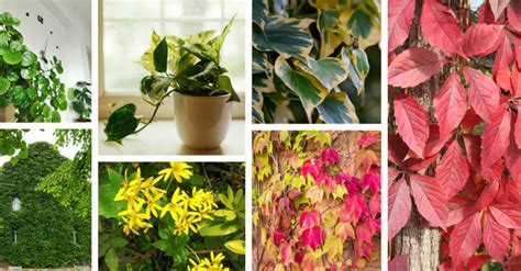 16 Types of Ivy Plants with Foliage You'll Love