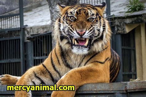 Fakta Unik Harimau Sumatera Terancam Punah Spesies Harimau Sumatera