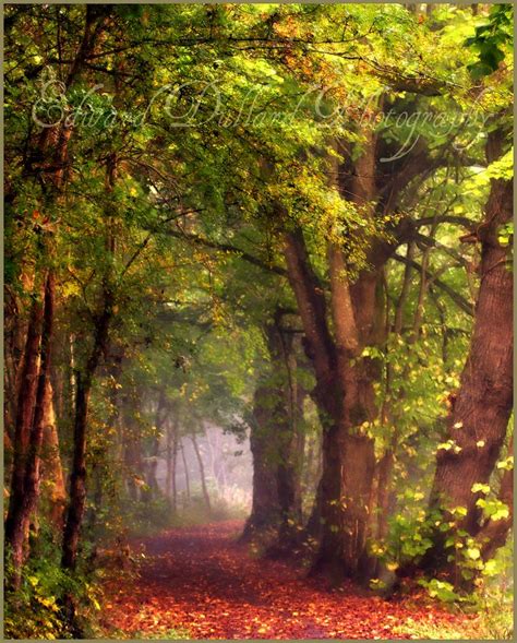 A Meandering Path Thru The Wood Be My Friend On Facebook Flickr