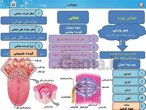 پاورپوینت تدریس زیست شناسی 2 یازدهم تجربی فصل 2 حواس گفتار 2