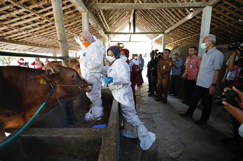 Antisipasi Penyebaran Antraks Ganjar Gerak Cepat Serbu Vaksinasi