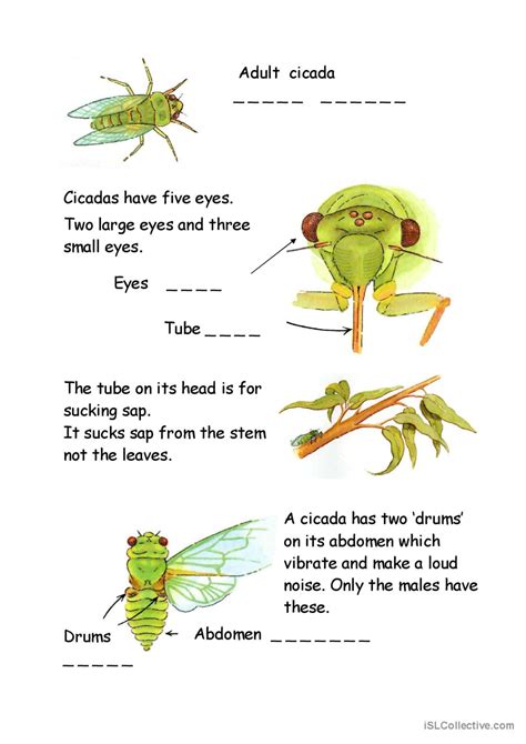 Cicadas word search: English ESL worksheets pdf & doc