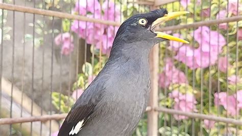 Pancingan Burung Jalak Malas Bunyi Dengan Suara Panggilan Jalak Kebo