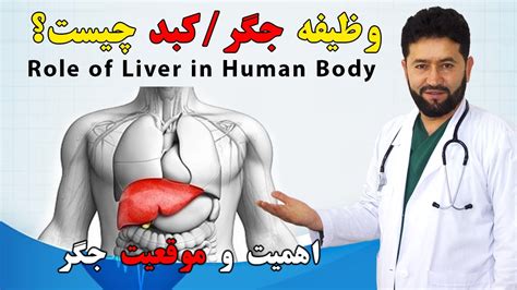 جگر یا کبد چیست و وظیفه جگر در بدن انسان چیست اهمیت جگر و موقعیت جگر