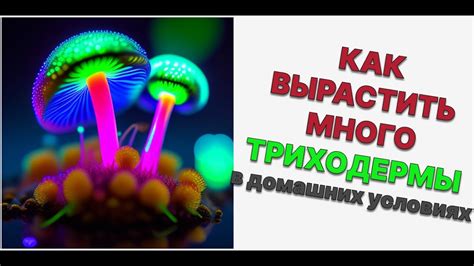 ДВА СЕКРЕТА. Как вырастить триходерму в домашних условиях. - YouTube