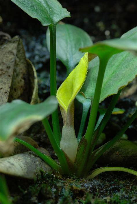 Cryptocoryne pontederiifolia Emersed Flower | TerraForums Venus Flytrap ...