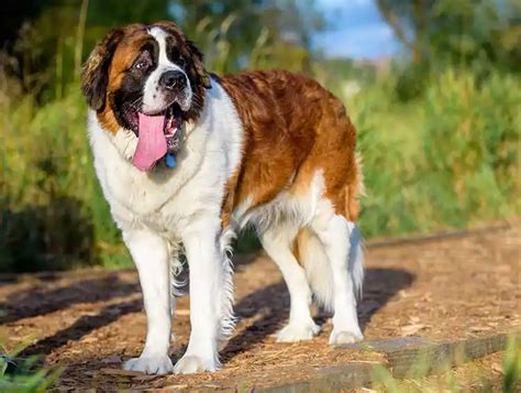 St Bernard Breed Profile Your Dog