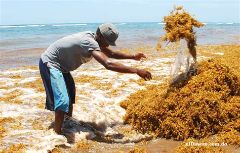 Top 63 Imagen Que Es El Sargazo En Las Playas Viaterra Mx