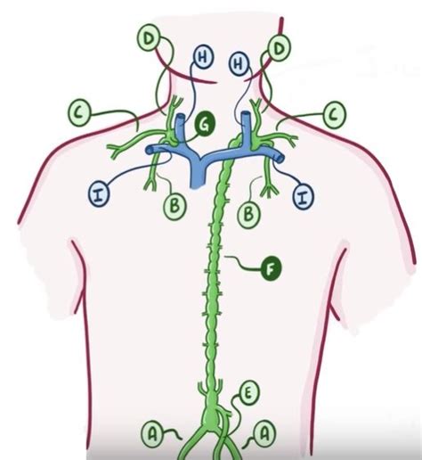 Lymph Trunks And Ducts Diagram Quizlet