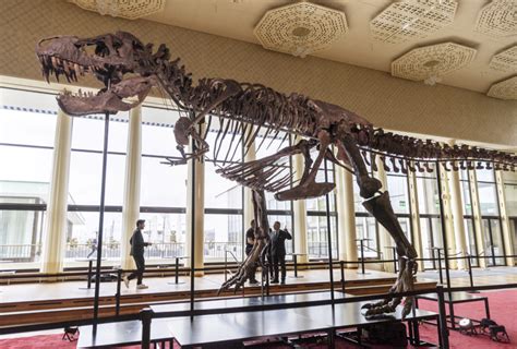 T. rex fossil sells for more than $5M at Zurich auction | PBS News